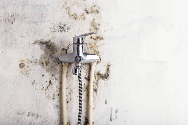 Best Home Mold Removal  in Sutherlin, OR