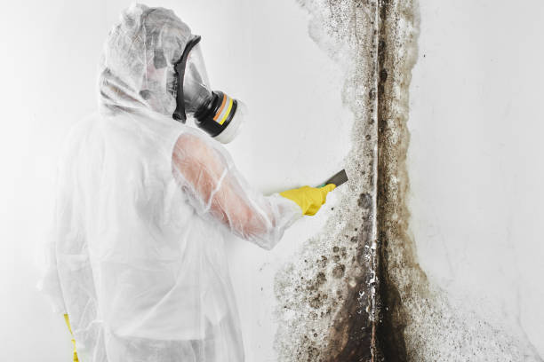 Best Mold Testing and Removal  in Sutherlin, OR