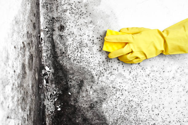 Best Same-Day Mold Removal  in Sutherlin, OR