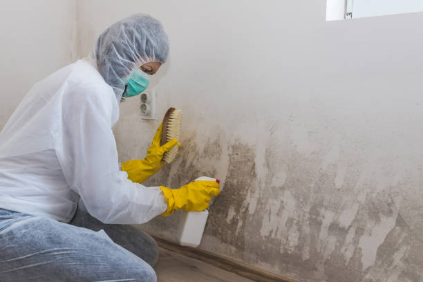 Best Mold Removal Company Near Me  in Sutherlin, OR