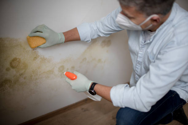 Best Same-Day Mold Removal  in Sutherlin, OR