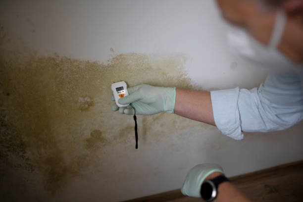 Best Best Mold Removal Companies  in Sutherlin, OR