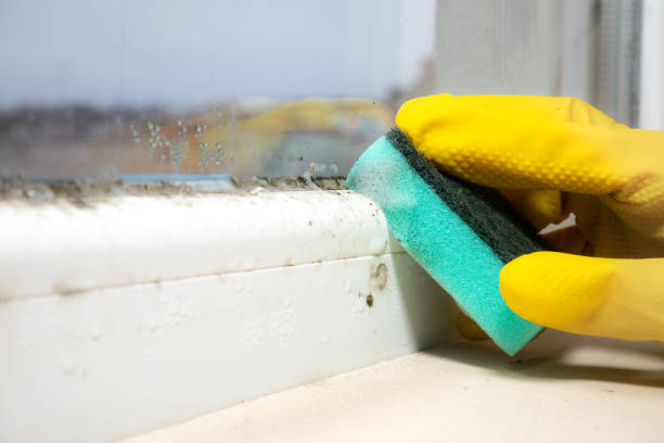 Best Mold Remediation  in Sutherlin, OR