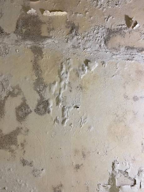 Attic Mold Removal in Sutherlin, OR