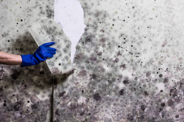 Best Mold Remediation  in Sutherlin, OR