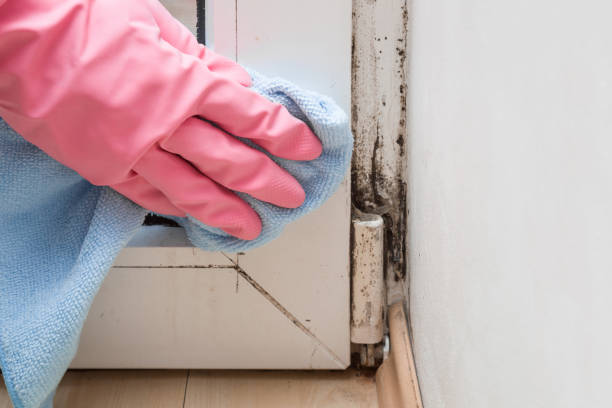 Professional Mold Removal in Sutherlin, OR